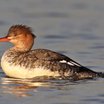 Red-breasted Merganser